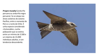 Progne murphyi (anduriña
peruana ou anduriña negra
peruana). So se atopa nas
áreas costeiras do océano
Pacífico, entre o noroeste do
Perú e o norte de Chile. É
unha especie considerada
«Vulnerable», cunha
poboación que se estima
entre un mínimo de 3.500 e
un máximo de 15.000
individuos adultos, e con
tendencia descendente.
 