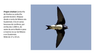Progne sinaloae (anduriña
de Sinaloa ou anduriña
grande bicolor). Atópase
desde o norte de México ata
Guatemala. Cría en zonas
boscosas de coníferas, por
enriba dos 1.000 m, do
oeste da serra Madre e pasa
o inverno no sur de México
e en Guatemala.​
Mide de 17 a 19 cm.
 