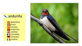 anduriña
golondrina
enara
oreneta
andorinha
swallow
hirondelle
schlucken
rondine
 