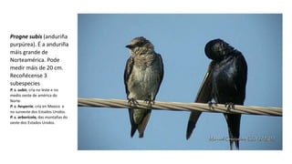 Progne subis (anduriña
purpúrea). É a anduriña
máis grande de
Norteamérica. Pode
medir máis de 20 cm.
Recoñécense 3
subespecies
P. s. subis, cría no leste e no
medio oeste de américa do
Norte.
P. s. hesperia, cría en Mexico e
no suroeste dos Estados Unidos.
P. s. arboricola, das montañas do
oeste dos Estados Unidos.
 