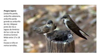 Progne tapera
(anduriña parda,
anduriña sabaneira,
anduriña parda
grande ou anduriña
de río). Atópase
preto de ríos e
lagoas de América
do Sur e do sur de
América Central.
Mide entre 17 e 18
cm.
Escava o niño en
noiros terreños.
 