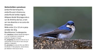 Notiochelidon cyanoleuca
(anduriña barranqueira,
anduriña azul e branca ou
anduriña de lombo negro).
Atópase desde Nicaragua ata o
sur de América do Sur, a non
ser nos desertos e na cunca do
Amazonas.
Mide entre 11 e 12 cm e pesa
arredor de 10 g.
Recoñécense 3 subespecies.
P. c. cyanoleuca, atópase desde Nicaragua e
o sur de Trinidad ata o noroeste de
Arxentina, Paraguai e Uruguai.
P.c. patagónica, das áreas de máis ao sur, é
máis grande (13 cm), de cor máis crara por
debaixo, e migradora
P.c. peruviana, da costa de Perú ata 2500 m
de altitude. É máis pequena, menos branca
por debaixo e máis escura nas ás.
 