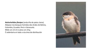 Notiochelidon flavipes (anduriña de patas claras).
Atópase nos bosques húmidos dos Andes de Bolivia,
Colombia, Ecuador, Perú e Venezuela.
Mide uns 12 cm e pesa uns 10 g.
É sedentaria en toda a súa área de distribución
 