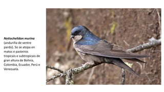 Notiochelidon murina
(anduriña de ventre
pardo). So se atopa en
matos e pasteiros
tropicais e subtropicais de
gran altura de Bolivia,
Colombia, Ecuador, Perú e
Venezuela.
 