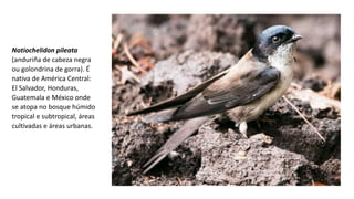 Notiochelidon pileata
(anduriña de cabeza negra
ou golondrina de gorra). É
nativa de América Central:
El Salvador, Honduras,
Guatemala e México onde
se atopa no bosque húmido
tropical e subtropical, áreas
cultivadas e áreas urbanas.
 
