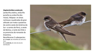 Haplochelidon andecola
(anduriña andina, anduriña
puneña ou anduriña dos
riscos). Atópase en áreas
rochosas e quebradas de gran
altitude con mato e pasteiros
do centro oeste de América do
Sur -o centro do Perú, o oeste
de Bolivia, o norte de Chile e
as provincias do noroeste da
Arxentina.
Recoñécense 2 subespecies:
H. a. oroyae, das montañas do centro do
Perú.
H. a. andecola, do resto da área de
distribución.
 