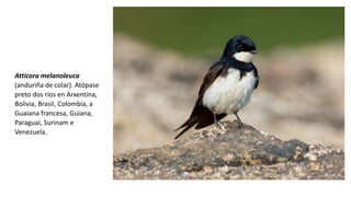 Atticora melanoleuca
(anduriña de colar). Atópase
preto dos ríos en Arxentina,
Bolivia, Brasil, Colombia, a
Guaiana francesa, Guiana,
Paraguai, Surinam e
Venezuela.
 