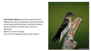 Neochelidon tibialis (anduriña de patas brancas).
Atópase nas beiras dos bosques e nos barrancos de
terras baixas de Bolivia, Brasil, Colombia, Ecuador,
Guaiana francesa, Panamá, Perú, Surinam e
Venezuela.
Mide 12 cm entre 9 e 10 g.
Fai o niño en furados de rochas ou de árbores.
 
