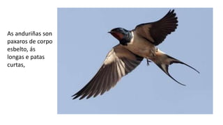 As anduriñas son
paxaros de corpo
esbelto, ás
longas e patas
curtas,
 