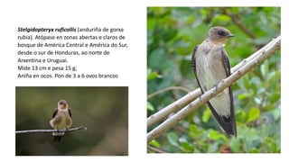 Stelgidopteryx ruficollis (anduriña de gorxa
rubia). Atópase en zonas abertas e claros de
bosque de América Central e América do Sur,
desde o sur de Honduras, ao norte de
Arxentina e Uruguai.
Mide 13 cm e pesa 15 g;
Aniña en ocos. Pon de 3 a 6 ovos brancos
 