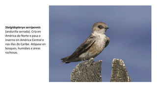 Stelgidopteryx serripennis
(anduriña serrada). Cría en
América do Norte e pasa o
inverno en América Central e
nas illas do Caribe. Atópase en
bosques, humidais e áreas
rochosas.
 