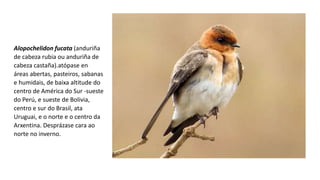 Alopochelidon fucata (anduriña
de cabeza rubia ou anduriña de
cabeza castaña).atópase en
áreas abertas, pasteiros, sabanas
e humidais, de baixa altitude do
centro de América do Sur -sueste
do Perú, e sueste de Bolivia,
centro e sur do Brasil, ata
Uruguai, e o norte e o centro da
Arxentina. Desprázase cara ao
norte no inverno.
 