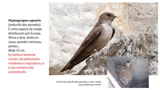 Ptyonoprogne rupestris
(anduriña dos penedos)
É unha especie de ampla
distribución por Europa,
África e Asia. Aniña en
casas, paredes rochosas,
pontes…
Mide 15 cm.
En Galiza é bastante
común, hai poboacións
residentes e migradoras, e
o seu número está
aumentando.
O niño da anduriña dos penedos e unha media
cunca aberta por enriba
 
