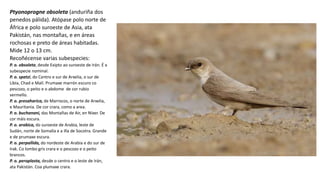 Ptyonoprogne obsoleta (anduriña dos
penedos pálida). Atópase polo norte de
África e polo suroeste de Asia, ata
Pakistán, nas montañas, e en áreas
rochosas e preto de áreas habitadas.
Mide 12 o 13 cm.
Recoñécense varias subespecies:
P. o. obsoleta, desde Exipto ao suroeste de Irán. É a
subespecie nominal.
P. o. spatzi, do Centro e sur de Arxelia, o sur de
Libia, Chad e Malí. Prumaxe marrón escuro co
pescozo, o peito e o abdome de cor rubio
vermello.
P. o. presaharica, de Marrocos, o norte de Arxelia,
e Mauritania. De cor crara, como a area.
P. o. buchanani, das Montañas de Air, en Níxer. De
cor máis escura.​
P. o. arabica, do suroeste de Arabia, leste de
Sudán, norte de Somalía e a illa de Socotra. Grande
e de prumaxe escura.
P. o. perpallida, do nordeste de Arabia e do sur de
Irak. Co lombo gris crara e o pescozo e o peito
brancos.
P. o. peroplasta, desde o centro e o leste de Irán,
ata Pakistán. Coa plumaxe crara.
 