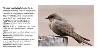 Ptyonoprogne fuligula (anduriña dos
penedos africana). Atópase en zonas de
montaña, e en zonas rochosas e preto
de poboados da África subsahariana
Mide de 12 a 15 cm de lonxitude.
Recoñécense varias subespecies:
P. f. fuligula, da Provincia Oriental do Cabo. É a
subespecie nominal.
P. f. pusilla, de Mali ata o oeste de Sudán e gran parte de
Etiopía. Máis crara e máis pequena que a subespecie
nominal.
P. f. fusciventris, desde o sur de Sudán e Etiopía ao norte
de Mozambique. Pequena e escura.
P. f. bansoensis, do centro e do oeste de África. Máis
pequena e escura.
P. f. anderssoni, desde o suroeste da Provincia do Cabo
ao sur de Angola. De tamaño similar á subespecie
nominal, pero de prumaxe máis crara.
P. f. pretoriae, do leste de Sudáfrica. Semellante á
nominal, pero de maior tamaño.
 