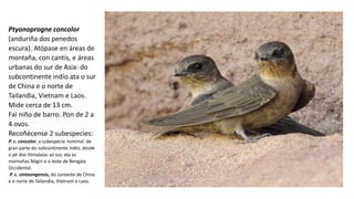 Ptyonoprogne concolor
(anduriña dos penedos
escura). Atópase en áreas de
montaña, con cantís, e áreas
urbanas do sur de Asia: do
subcontinente indio ata o sur
de China e o norte de
Tailandia, Vietnam e Laos.
Mide cerca de 13 cm.
Fai niño de barro. Pon de 2 a
4 ovos.
Recoñécense 2 subespecies:
P. c. concolor, a subespecie nominal, de
gran parte do subcontinente indio, desde
o pé dos Himalaias ao sur, ata as
montañas Nilgiri e o leste de Bengala
Occidental.
P. c. sintaungensis, do suroeste de China
e o norte de Tailandia, Vietnam e Laos.
 