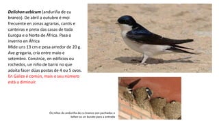 Delichon urbicum (anduriña de cu
branco). De abril a outubro é moi
frecuente en zonas agrarias, cantís e
canteiras e preto das casas de toda
Europa e o Norte de África. Pasa o
inverno en África
Mide uns 13 cm e pesa arredor de 20 g.
Ave gregaria, cría entre maio e
setembro. Constrúe, en edificios ou
rochedos, un niño de barro no que
adoita facer dúas postas de 4 ou 5 ovos.
En Galiza é común, mais o seu número
está a diminuír.
Os niños da anduriña de cu branco son pechados e
teñen so un burato para a entrada
 