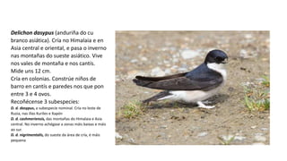 Delichon dasypus (anduriña do cu
branco asiática). Cría no Himalaia e en
Asia central e oriental, e pasa o inverno
nas montañas do sueste asiático. Vive
nos vales de montaña e nos cantís.
Mide uns 12 cm.
Cría en colonias. Constrúe niños de
barro en cantís e paredes nos que pon
entre 3 e 4 ovos.
Recoñécense 3 subespecies:
D. d. dasypus, a subespecie nominal. Cría no leste de
Rusia, nas illas Kuriles e Xapón
D. d. cashmeriensis, das montañas do Himalaia e Asia
central. No inverno achégase a zonas máis baixas e máis
ao sur.
D. d. nigrimentalis, do sueste da área de cría, é máis
pequena
 
