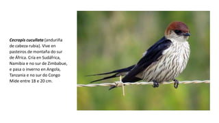 Cecropis cucullata (anduriña
de cabeza rubia). Vive en
pasteiros de montaña do sur
de África. Cría en Sudáfrica,
Namibia e no sur de Zimbabue,
e pasa o inverno en Angola,
Tanzania e no sur do Congo
Mide entre 18 e 20 cm.
 