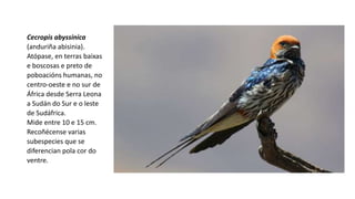 Cecropis abyssinica
(anduriña abisinia).
Atópase, en terras baixas
e boscosas e preto de
poboacións humanas, no
centro-oeste e no sur de
África​ desde Serra Leona
a Sudán do Sur e o leste
de Sudáfrica.
Mide entre 10 e 15 cm.
Recoñécense varias
subespecies que se
diferencian pola cor do
ventre.
 