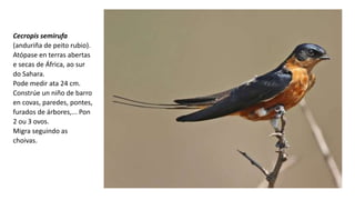 Cecropis semirufa
(anduriña de peito rubio).
Atópase en terras abertas
e secas de África, ao sur
do Sahara.
Pode medir ata 24 cm.
Constrúe un niño de barro
en covas, paredes, pontes,
furados de árbores,... Pon
2 ou 3 ovos.
Migra seguindo as
choivas.
 