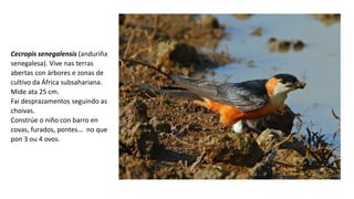 Cecropis senegalensis (anduriña
senegalesa). Vive nas terras
abertas con árbores e zonas de
cultivo da África subsahariana.
Mide ata 25 cm.
Fai desprazamentos seguindo as
choivas.
Constrúe o niño con barro en
covas, furados, pontes... no que
pon 3 ou 4 ovos.
 