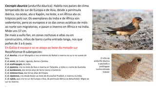 Cecropis daurica (anduriña dáurica). Habita nos países de clima
temperado do sur de Europa e de Asia, desde a península
ibérica, no oeste, ata o Xapón, no leste, e en África ata os
trópicos polo sur. Os exemplares da India e de África son
sedentarios, pero os europeos e os das zonas asiáticas de máis
ao norte son migratorias, e pasan o inverno en África e na India.
Mide uns 17 cm.
De maio a xuño fan, en zonas rochosas e altas ou en
construcións, niños de barro cunha entrada longa, nos que
poñen de 3 a 6 ovos.
En Galiza é escasa e so se atopa ao leste da metade sur
Recoñécense 8 subespecies:
C. d. daurica, cría en Mongolia e nos arredores do Baikal e inverna no sur e no sueste de
Asia.
C. d. emini, de Sudán, Uganda, Kenia e Zambia.
C. d. erythropygia, da India.
C. d. japónica, cría no leste de Asia e inverna en Tailandia, a India e o norte de Australia.
C. d. kumboensis, das terras altas de Serra Leona e Camerún
C. d. melanocrissus, das terras altas de Etiopía.
C. d. nipalensis, cría desde Bután ao leste de Arunachal Pradesh, e inverna na India.
C. d. rufula, que cría no sur de Europa e Asia, da península ibérica ao Beluchistán. Migra ao
sur no inverno.
.
O niño da
anduriña dáurica
e pechado e
prolóngase
nunha entrada
tubular
 