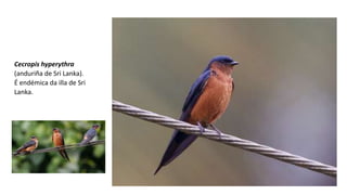 Cecropis hyperythra
(anduriña de Sri Lanka).
É endémica da illa de Sri
Lanka.
 