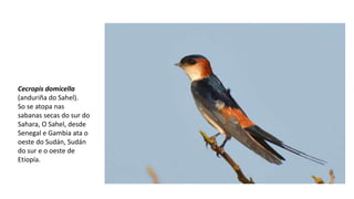 Cecropis domicella
(anduriña do Sahel).
So se atopa nas
sabanas secas do sur do
Sahara, O Sahel, desde
Senegal e Gambia ata o
oeste do Sudán, Sudán
do sur e o oeste de
Etiopía.
 