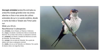 Cecropis striolata (anduriña estriada ou
anduriña raiada grande) vive nas áreas
abertas e chas e nas zonas de cultivo
aclaradas do sur e o sueste asiático, desde
o norte da India e Taiwán ata Timor polo
sur.
Mide uns 19 cm.
Recoñécense 5 subespecies:
C. s. striolata, cría en Taiwán, as Filipinas e Indonesia.
C. s. mayri, cría desde o nordeste da India ao noroeste de
Nianmar. Ten as listas máis anchas ca subespecie nominal.
C. s. stanfordi, cría desde o nordeste de Nianmar ao norte
de Tailandia. Ten listas anchas.
C. s. vernayi, cría no oeste de Tailandia. Ten a parte de
abaixo máis roxa ca subespecie nominal.
C. s. badia, cría no sur de Tailandia e en Malaisia. Ten a parte
de abaixo rubia e con algunhas listas.
 