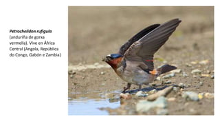 Petrochelidon rufigula
(anduriña de gorxa
vermella). Vive en África
Central (Angola, República
do Congo, Gabón e Zambia)
 