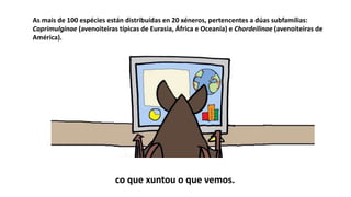 co que xuntou o que vemos.
As mais de 100 espécies están distribuídas en 20 xéneros, pertencentes a dúas subfamilias:
Caprimulginae (avenoiteiras típicas de Eurasia, África e Oceanía) e Chordeilinae (avenoiteiras de
América).
 