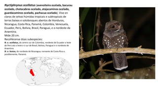 Nyctiphrynus ocellatus (avenoiteira ocelada, bacurau
ocelado, chotacabras ocelado, atajacaminos ocelado,
guardacaminos ocelado, pachacua ocelada). Vive en
claros de selvas húmidas tropicais e subtropicais de
terras baixas e sotobosques abertos de Honduras,
Nicaragua, Costa Rica, Panamá, Colombia, Venezuela,
Ecuador, Perú, Bolivia, Brasil, Paraguai, e o nordeste da
Arxentina.
Mide 20 cm.
Recoñécense dúas subespecies:
N. o. ocellatus, do centro sur de Colombia, nordeste de Ecuador e leste
de Perú ata o leste e o sur de Brasil, Bolivia, Paraguai e o nordeste de
Arxentina.
N. o. lautus, do nordeste de Nicaragua, noroeste de Costa Rica e,
posiblemente, Panamá.
 