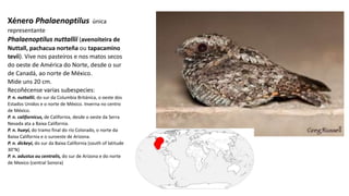 Xénero Phalaenoptilus única
representante
Phalaenoptilus nuttallii (avenoiteira de
Nuttall, pachacua norteña ou tapacamino
tevíi). Vive nos pasteiros e nos matos secos
do oeste de América do Norte, desde o sur
de Canadá, ao norte de México.
Mide uns 20 cm.
Recoñécense varias subespecies:​
P. n. nuttallii, do sur da Columbia Británica, o oeste dos
Estados Unidos e o norte de México. Inverna no centro
de México.
P. n. californicus, de California, desde o oeste da Serra
Nevada ata a Baixa California.
P. n. hueyi, do tramo final do río Colorado, o norte da
Baixa California e o suroeste de Arizona.
P. n. dickeyi, do sur da Baixa California (south of latitude
30°N)
P. n. adustus ou centralis, do sur de Arizona e do norte
de Mexico (central Sonora)
 