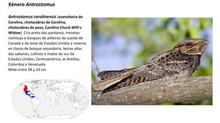 Xénero Antrostomus
Antrostomus carolinensis (avenoiteira de
Carolina, chotacabras de Carolina,
chotacabras de paso, Carolina Chuck-Will's-
Widow). Cría preto dos pantanos, mesetas
rochosas e bosques de piñeiros do sueste de
Canadá e do leste de Estados Unidos e inverna
en claros de bosque secundario, beiras altas
das sabanas, cultivos e matos do sur de
Estados Unidos, Centroamérica, as Antillas,
Colombia e Venezuela.
Mide entre 28 y 33 cm
 