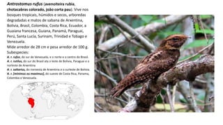 Antrostomus rufus (avenoiteira rubia,
chotacabras colorado, joâo corta pau). Vive nos
bosques tropicais, húmidos e secos, arboredas
degradadas e matos de sabana de Arxentina,
Bolivia, Brasil, Colombia, Costa Rica, Ecuador, a
Guaiana francesa, Guiana, Panamá, Paraguai,
Perú, Santa Lucía, Surinam, Trinidad e Tobago e
Venezuela.
Mide arredor de 28 cm e pesa arredor de 100 g.
Subespecies:
A. r. rufus, do sur de Venezuela, e o norte e o centro do Brasil.
A. r. rutilus, do sur do Brasil ata o leste de Bolivia, Paraguai e o
norleste de Arxentina
A. r. saltarius, do noroesta de Arxentina e o surleste de Bolivia.
A. r. [minimus ou maximus], do sueste de Costa Rica, Panama,
Colombia e Venezuela.
 