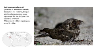 Antrostomus cubanensis
(guabairo ou avenoiteira cubana).
So se atopa nas praderías, bosques
abertos e beiras de ríos e zonas
pantanosas​ das illas de Cuba, Cayo
Coco e da Xuventude
Mide entre 28 e 30 cm e pode pesar
entre 50 e 80 gr.
 