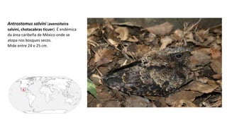 Antrostomus salvini (avenoiteira
salvini, chotacabras ticuer). É endémica
da área caribeña de México onde se
atopa nos bosques secos.
Mide entre 24 e 25 cm.
 