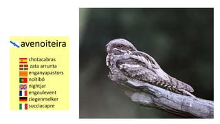 avenoiteira
chotacabras
zata arrunta
enganyapastors
noitibó
nightjar
engoulevent
ziegenmelker
succiacapre
 