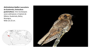 Antrostomus badius (avenoiteira
de Guatemala, chotacabras
guatemalteco). Vive nos bosques
secos subtropicais e tropicais de
México, Guatemala, Belice,
Nicaragua.
Mide uns 25 cm.
 