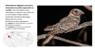 Antrostomus ridgwayi (avenoiteira,
chotacabras tucuchillo, tapacamino tu-
cuchillo). Vive nos bosques secos
subtropicais e tropicais e nos matos do
sur dos Estados Unidos, México,
Guatemala, Honduras e Nicaragua.
Mide entre 21 e 25 cm.
Recoñécense dúas subespecies:​
C. r. ridgwayi, do sueste de Arizona e o oeste de
Mexico (Sonora to Oaxaca)
C. r. troglodytes, do centro de Guatemala ata
Honduras e o centro de Nicaragua.
 