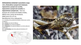 Antrostomus arizonae (avenoiteira corpo
ruín, chotacabras cuerporruín mexicano
tapacamino cuerporruín sureño,
tapacamino cuerporruín norteño ou
tapacaminos cuerporruin). ​ Vive nos
bosques do suroeste de Estados Unidos,
México ata o centro de Honduras.
Mide entre 22 e 27 cm.
Recoñécense cinco subespecies:
A. a. arizonae, do suroeste de Estados Unidos ata o centro
de México.
A. a. setosus, do leste de México.
A. a. oaxacae, do suroeste de México.
A. a. chiapensis, do sueste de México e as terras altas de
Guatemala.
A. a. vermiculatus, das terras altas de Honduras e El
Salvador.
 