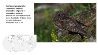 Antrostomus saturatus
(avenoiteira sombriza,
chotacabras fuliginoso ou
chotacabras sombrío).
Atópase nos bosques húmidos e
zonas degradadas de Costa Rica e
do oeste de Panamá.
Mide entre 21 e 25 cm.
 