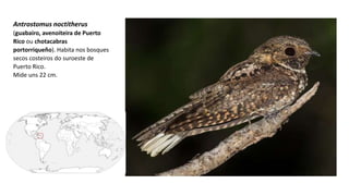 Antrostomus noctitherus
(guabairo, avenoiteira de Puerto
Rico ou chotacabras
portorriqueño)​. Habita nos bosques
secos costeiros do suroeste de
Puerto Rico.
Mide uns 22 cm.
 