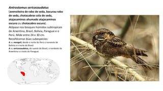 Antrostomus sericocaudatus
(avenoiteira de rabo de seda, bacurau rabo
de seda, chotacabras cola de seda,
atajacaminos ahumado atajacaminos
oscuro ou chotacabra oscura).
Atópase nos bosques húmidos subtropicais
de Arxentina, Brasil, Bolivia, Paraguai e o
Perú.​ Mide entre 24 e 30 cm.
Recoñécense dúas subespecies:​
A. s. mengeli, desde o norte do Perú o noroeste de
Bolivia e o norte do Brasil.
A. s. sericocaudatus, do sueste do Brasil, o nordeste da
Arxentina e o leste do Paraguai.
 