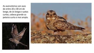 As avenoiteiras son aves
de entre 20 e 30 cm de
longo, de ás longas e patas
curtas, cabeza grande co
peteiro curto e moi amplo.
 