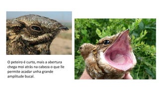 O peteiro é curto, mais a abertura
chega moi atrás na cabeza o que lle
permite acadar unha grande
amplitude bucal.
 