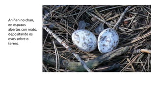 Aniñan no chan,
en espazos
abertos con mato,
depositando os
ovos sobre o
terreo.
 