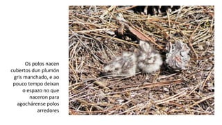 Os polos nacen
cubertos dun plumón
gris manchado, e ao
pouco tempo deixan
o espazo no que
naceron para
agochárense polos
arredores
 