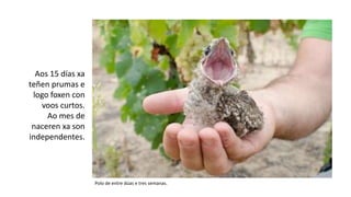 Aos 15 días xa
teñen prumas e
logo foxen con
voos curtos.
Ao mes de
naceren xa son
independentes.
Polo de entre dúas e tres semanas.
 
